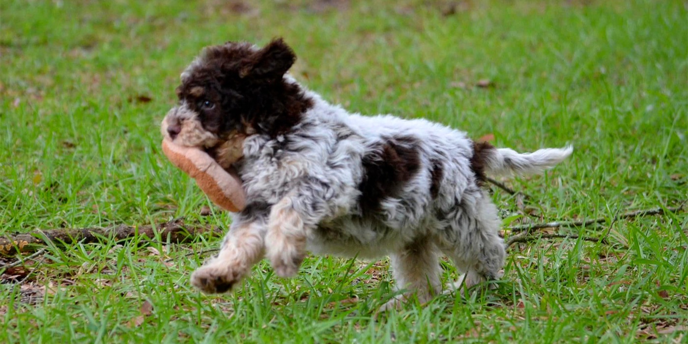 Puppy Questionnaire