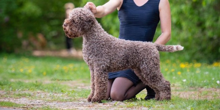 Il Granaio dei Malatesta Dick Dastardly Of Pendlebrier