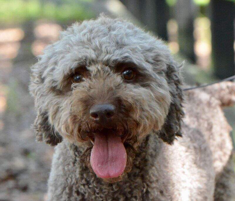 Elena Edora Sigi Tolo