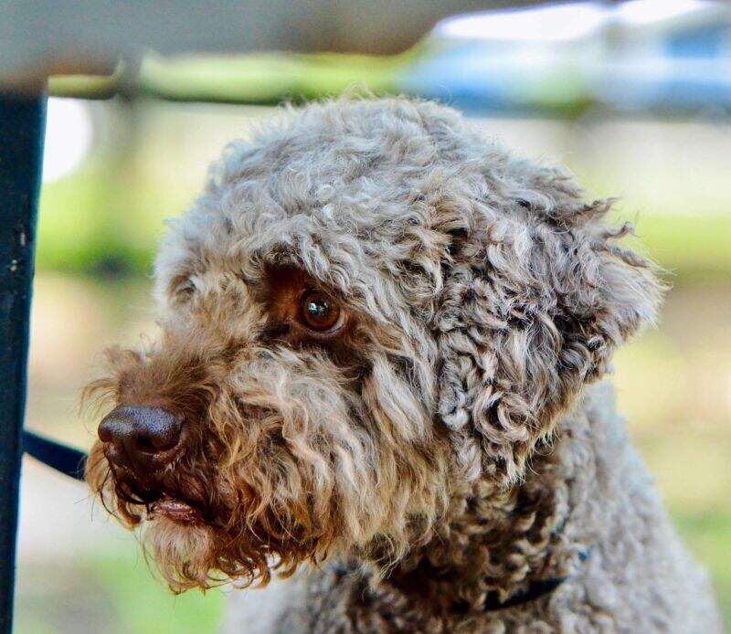 Elena Edora Sigi Tolo