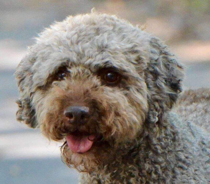 Elena Edora Sigi Tolo