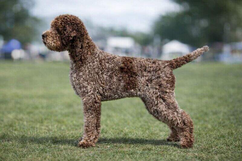 Il Granaio Dei Malatesta Ossobuco