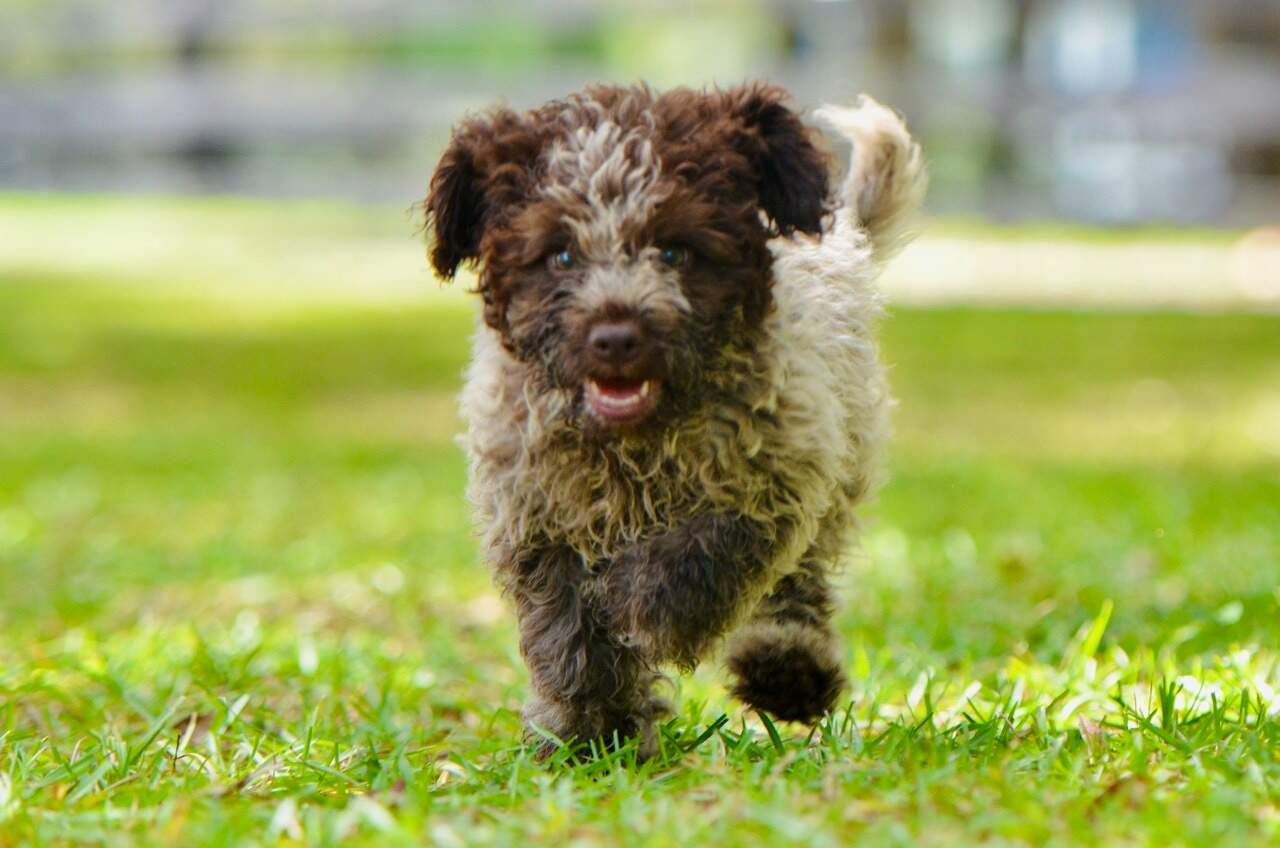 10 weeks