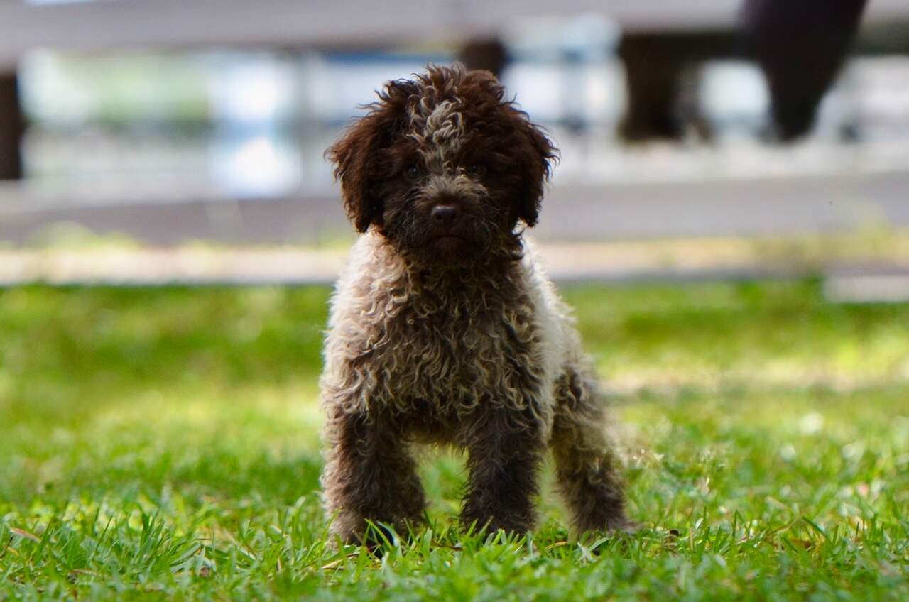 10 weeks