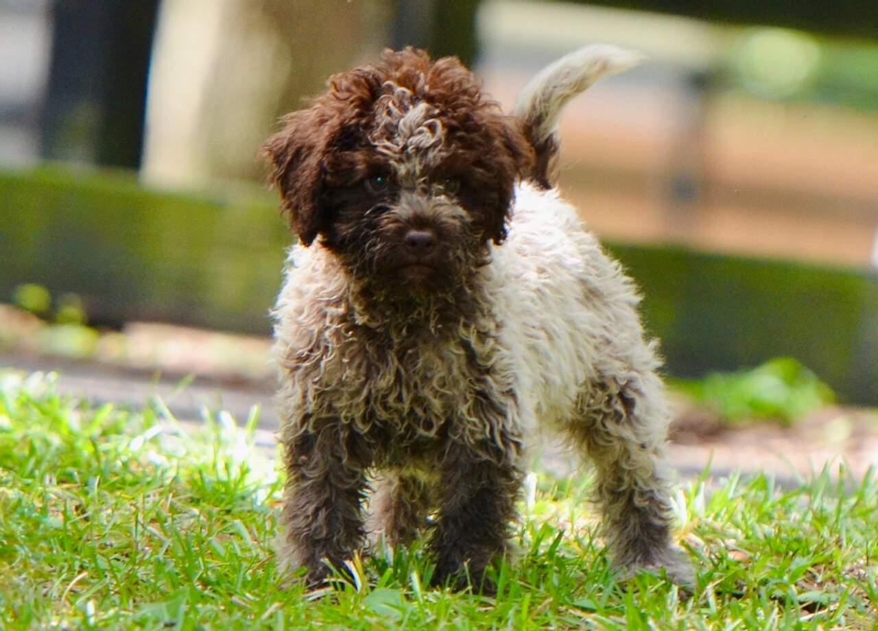 10 weeks