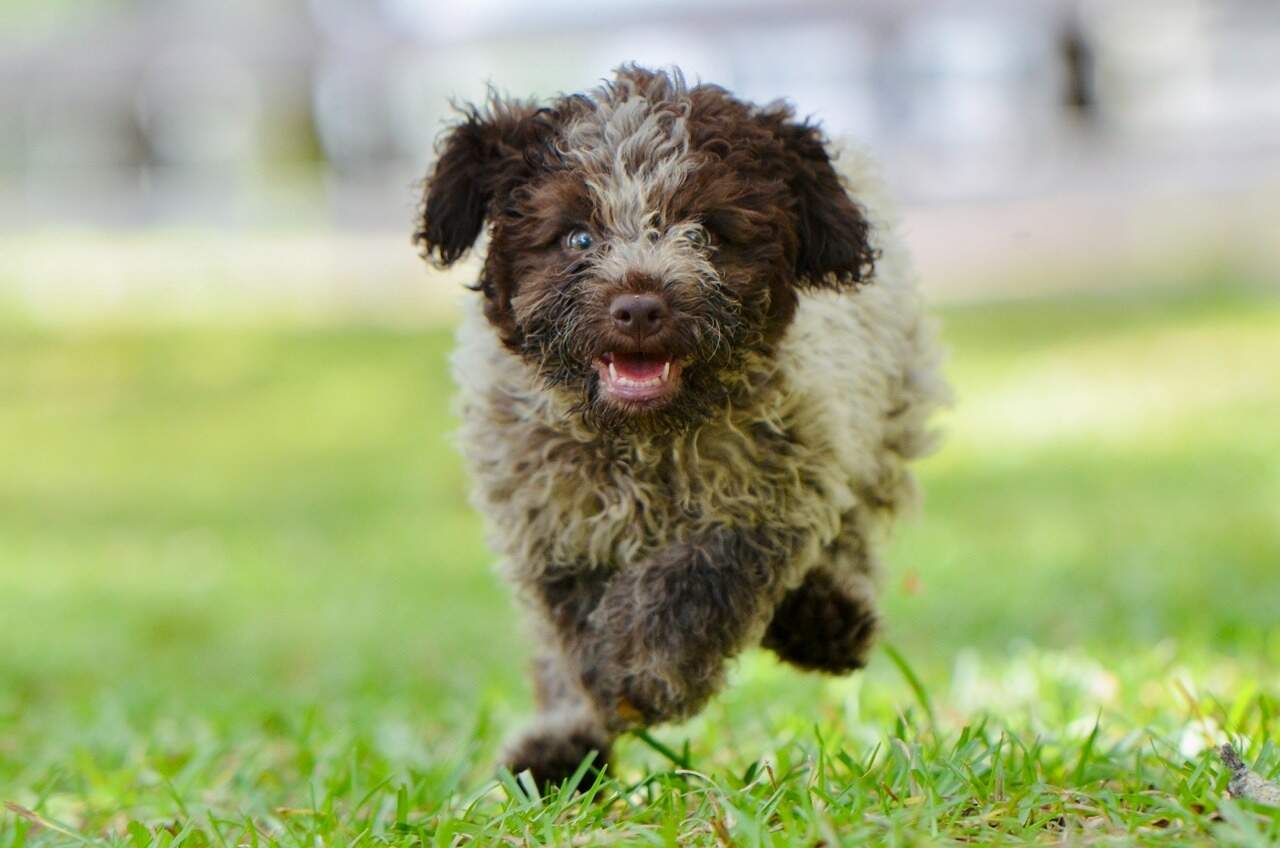 10 weeks