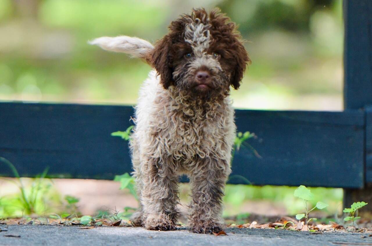 10 weeks