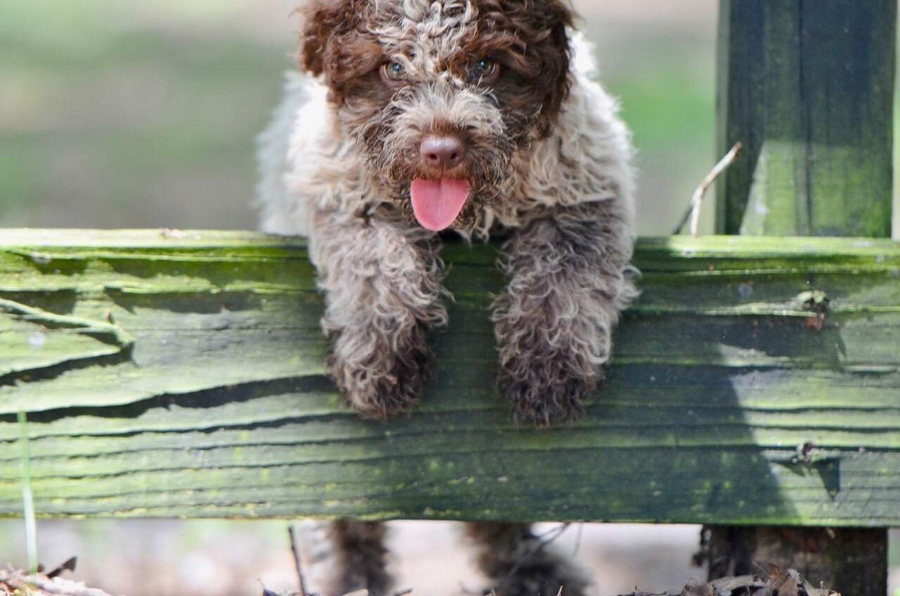 10 weeks