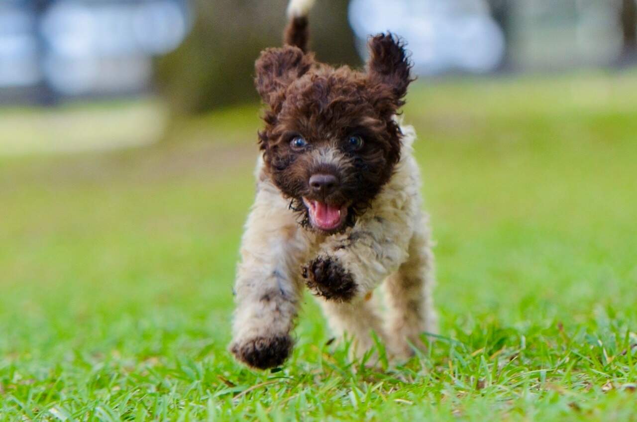 10 weeks