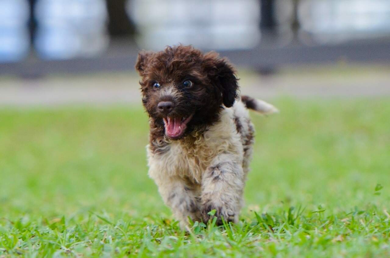 10 weeks