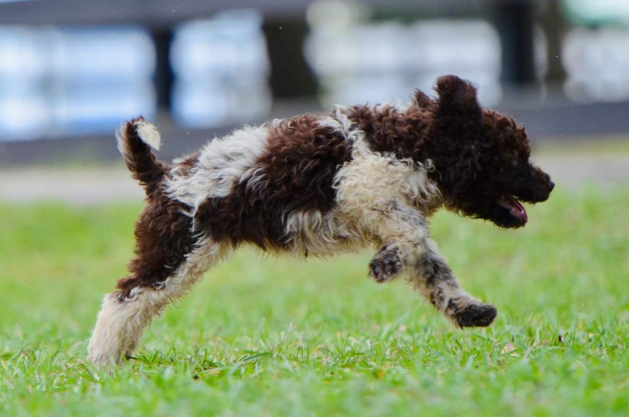 10 weeks