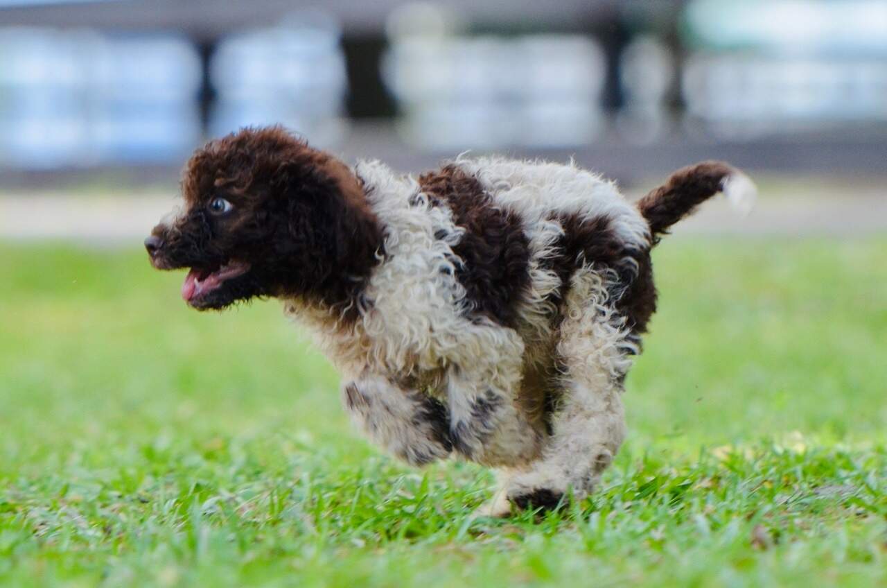 10 weeks