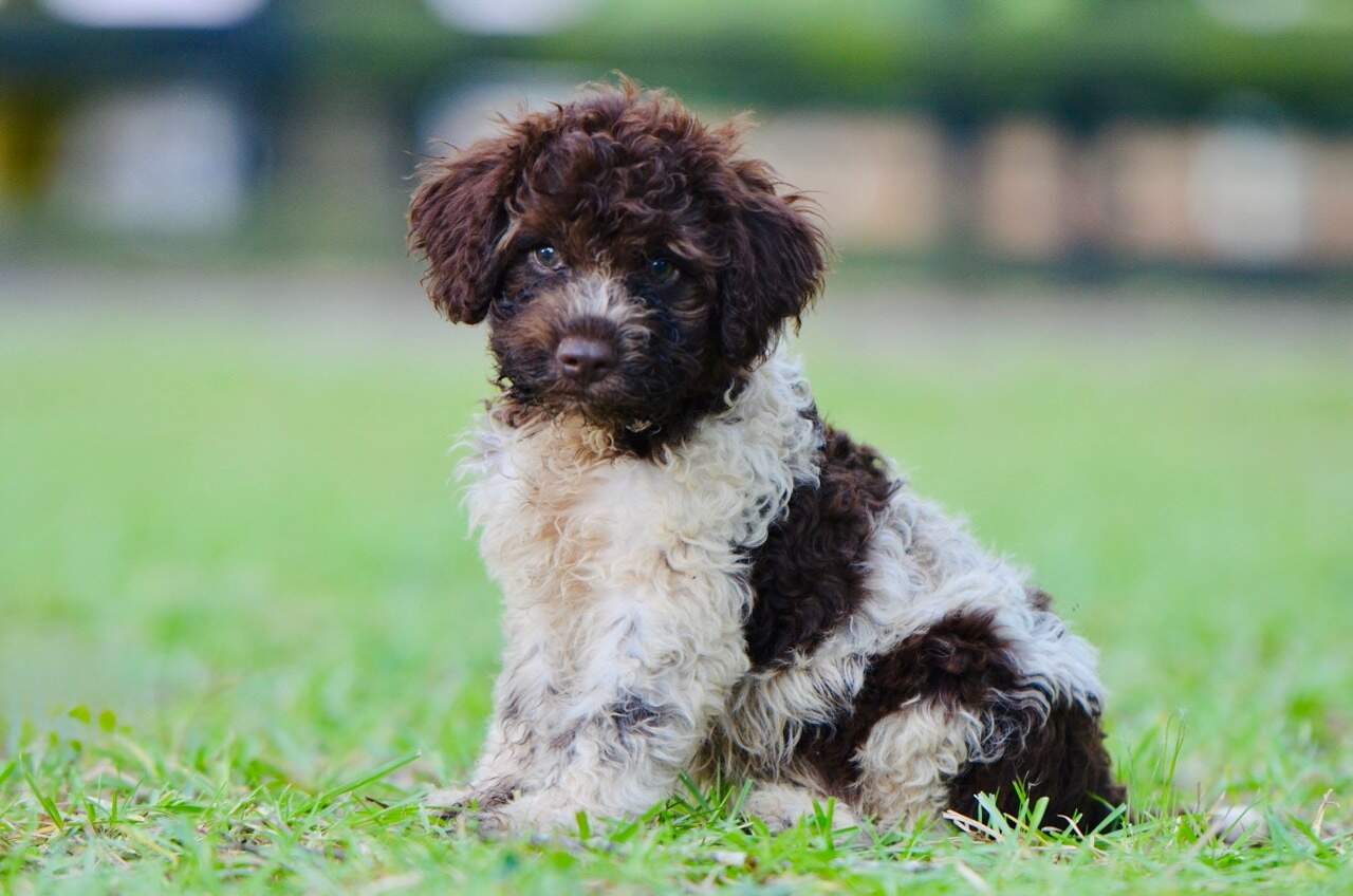 10 weeks
