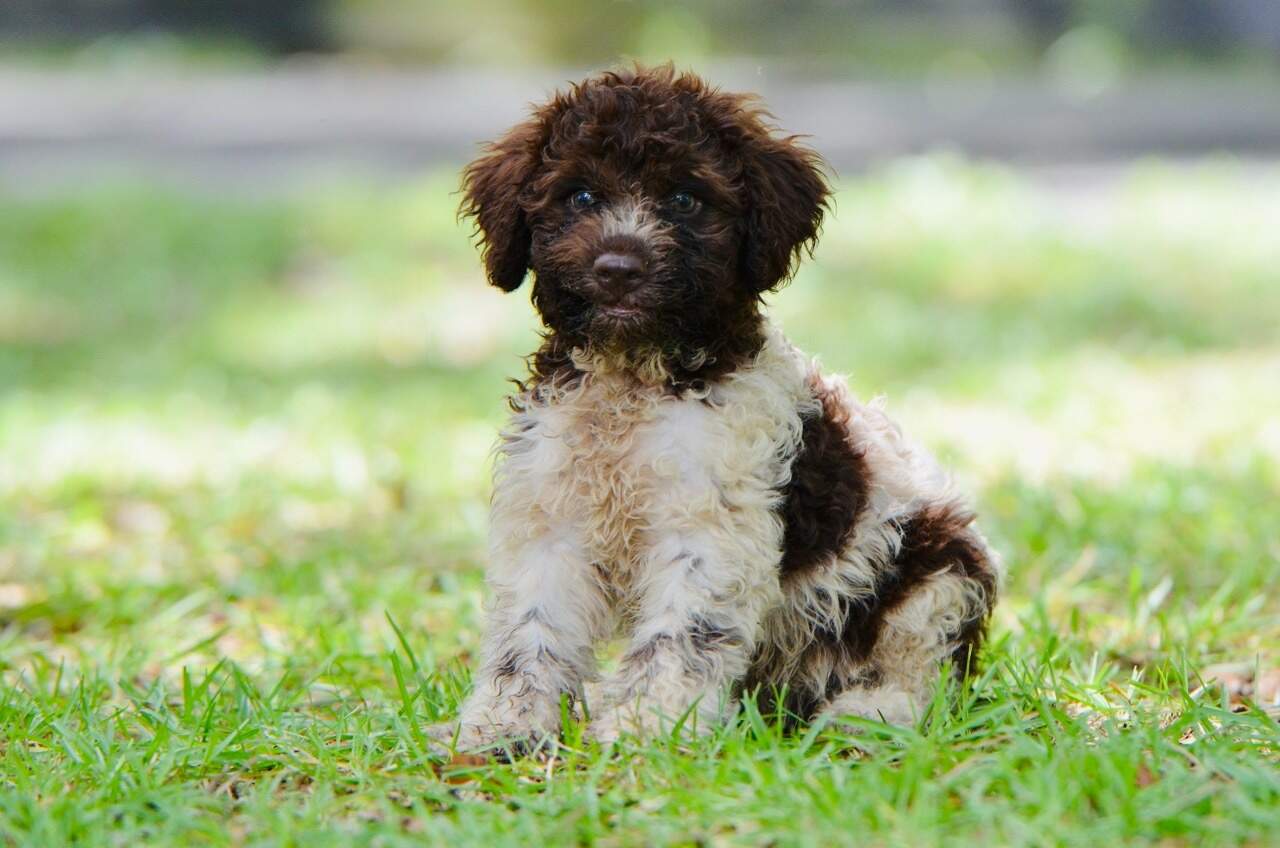 10 weeks