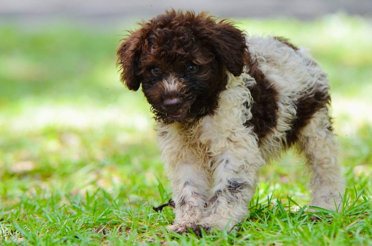 10 weeks