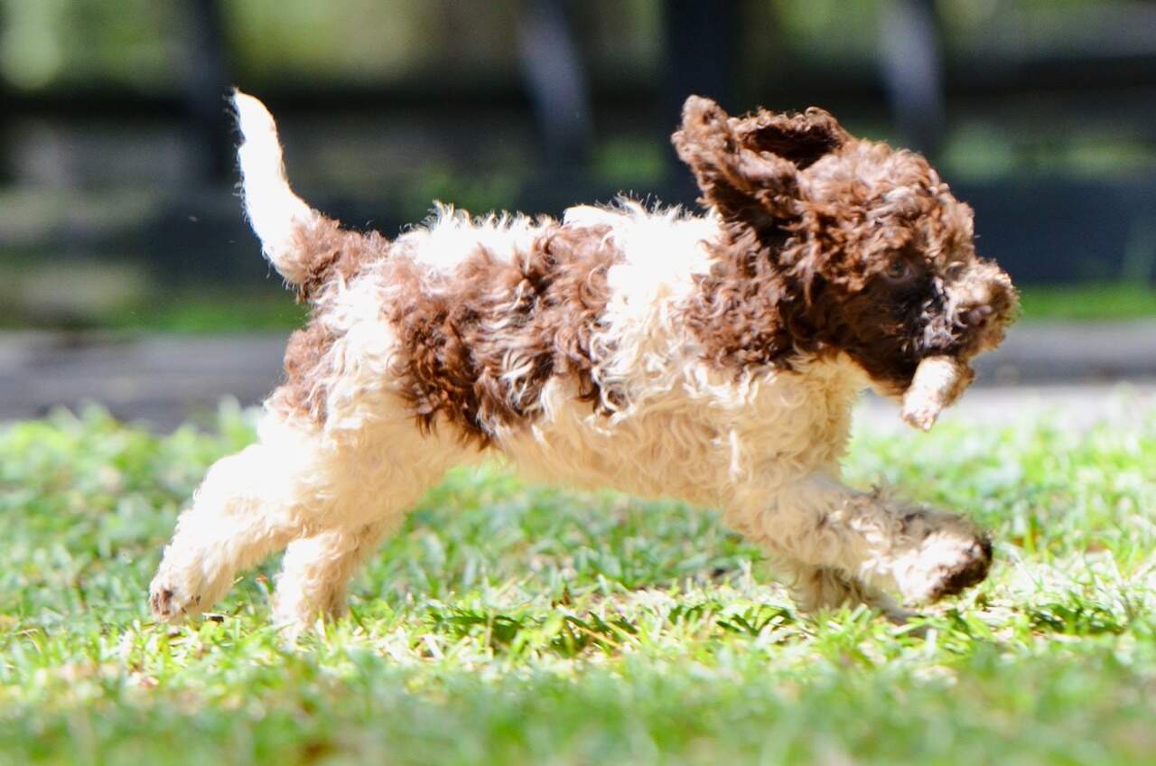 10 weeks