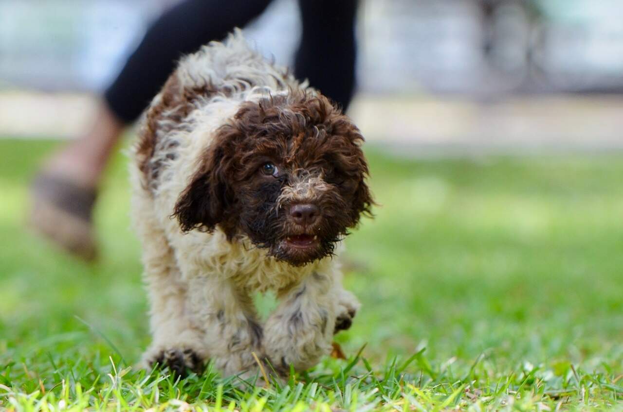 10 weeks