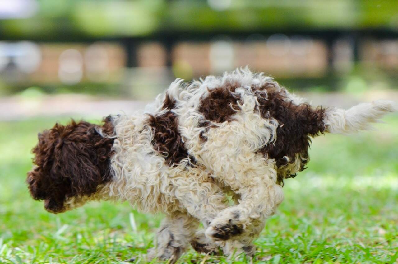 10 weeks