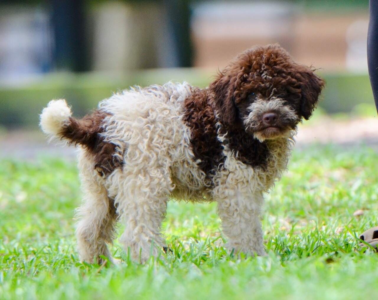 10 weeks