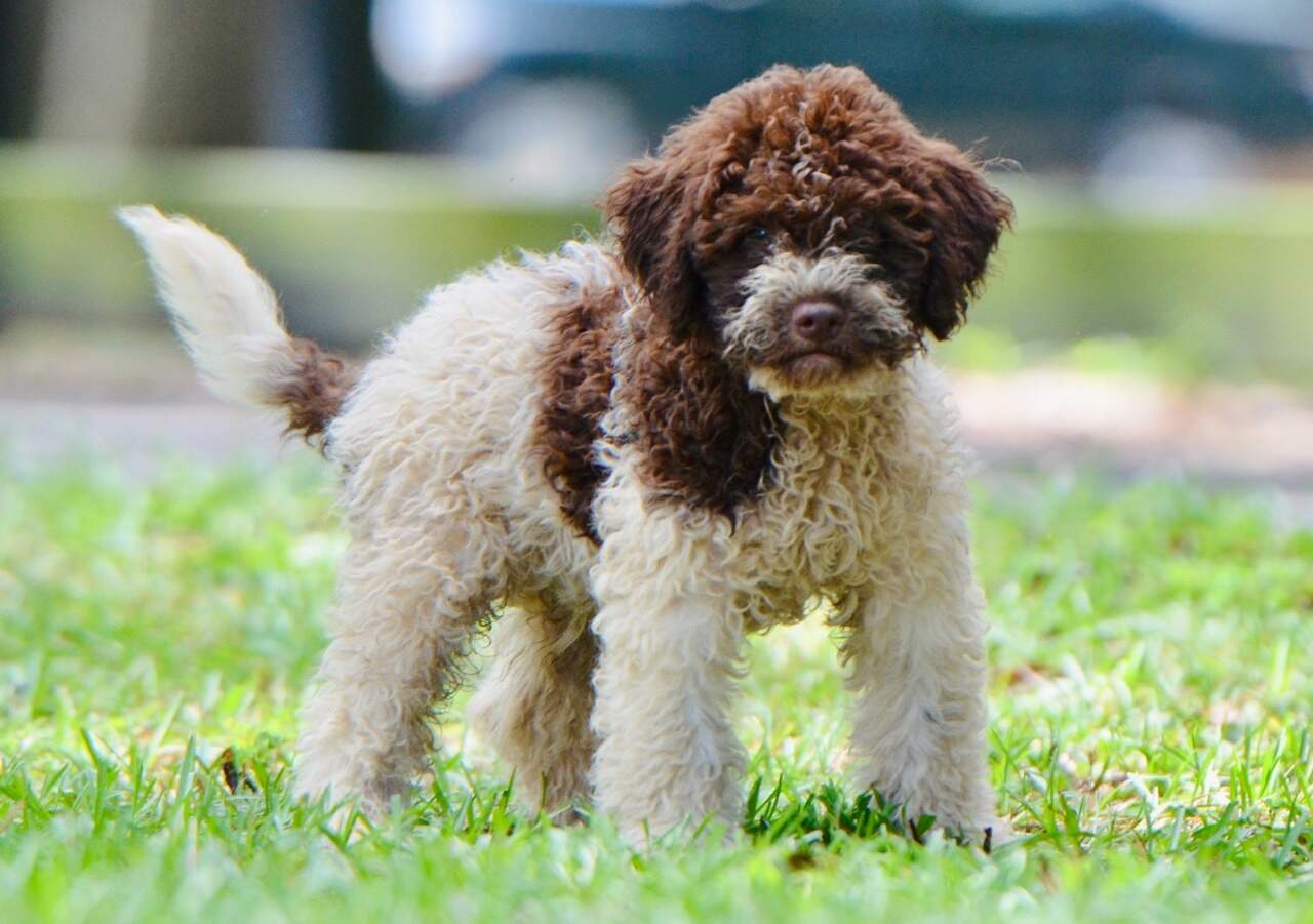 10 weeks