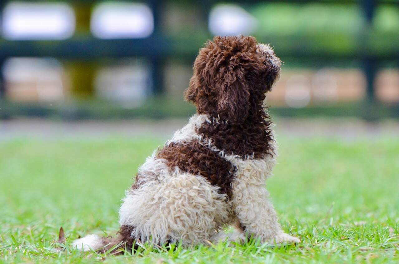 10 weeks