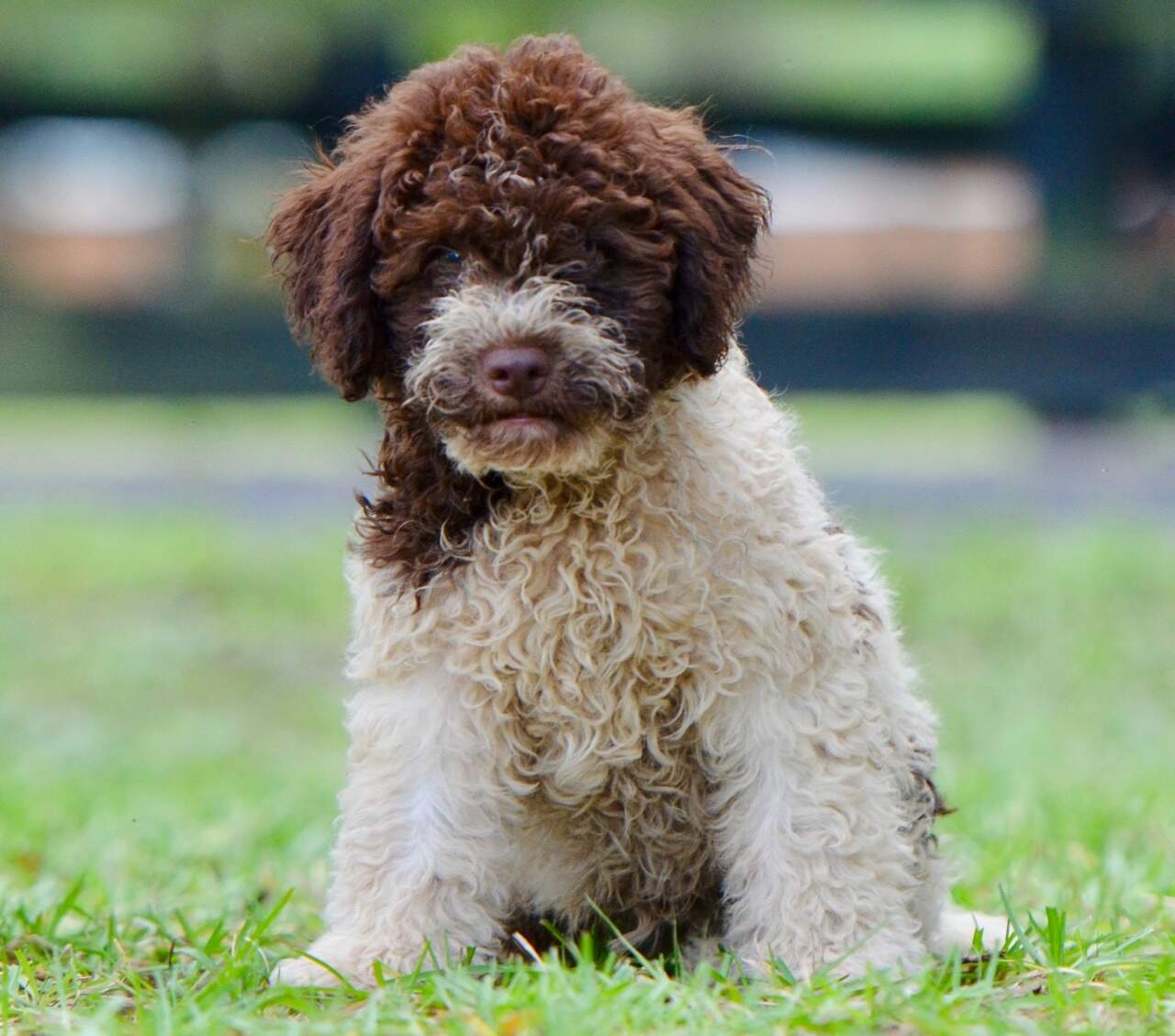 10 weeks