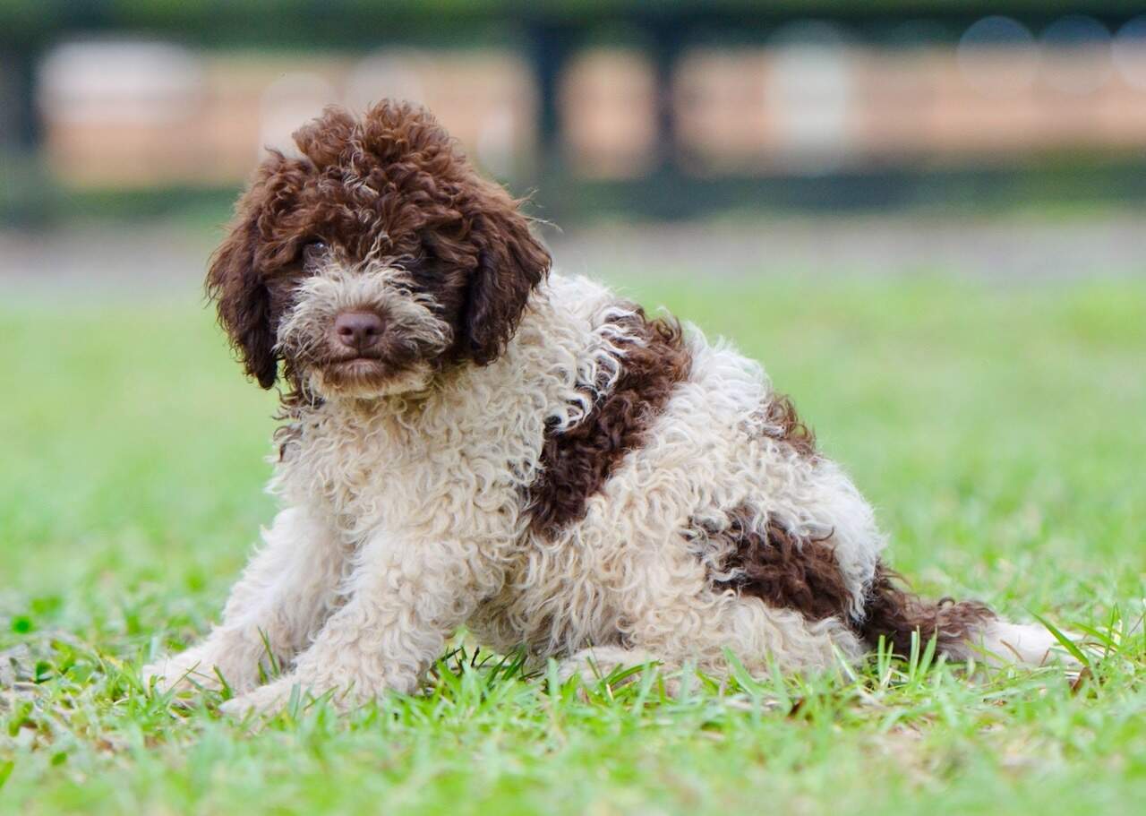 10 weeks