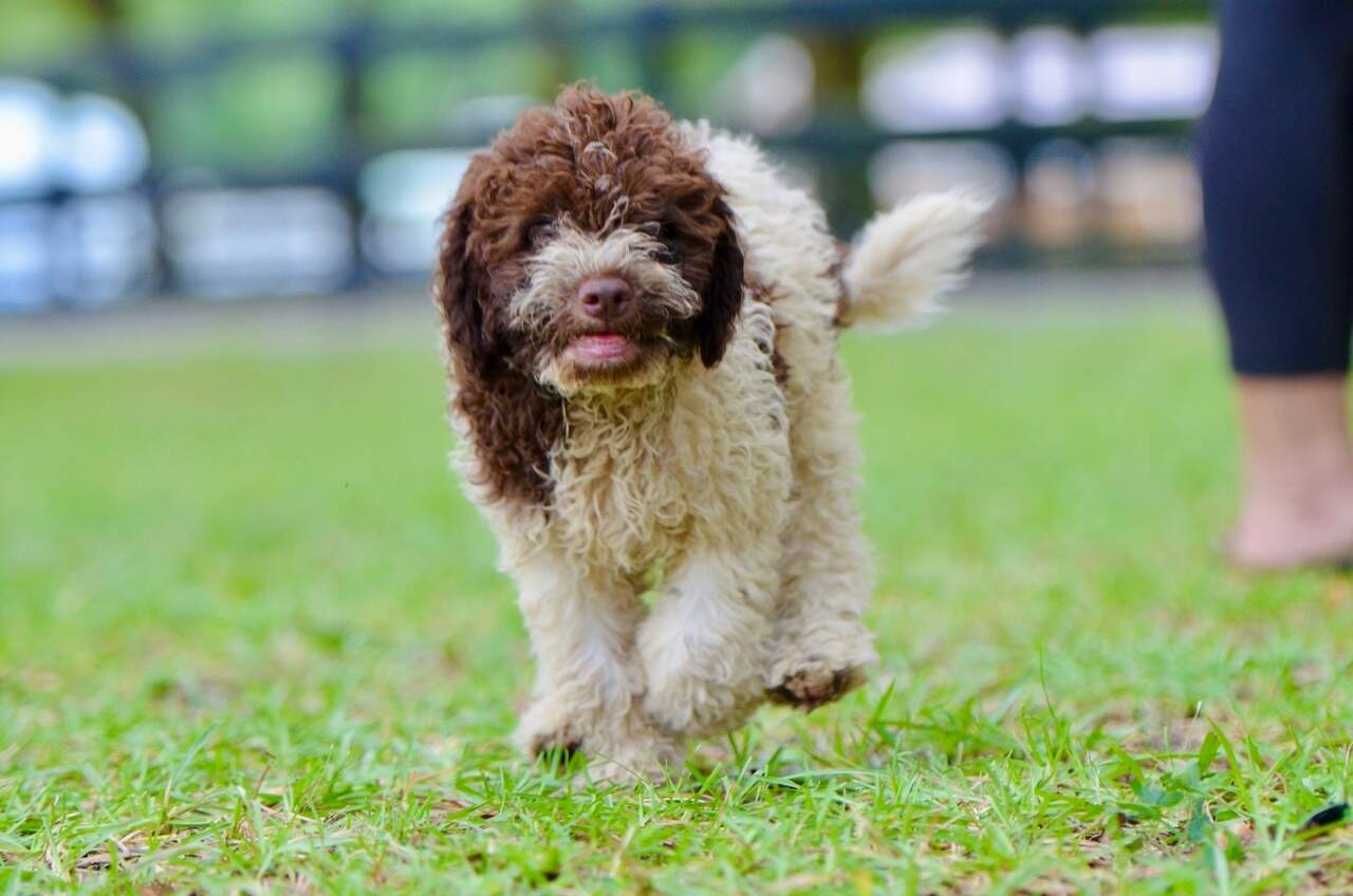 10 weeks