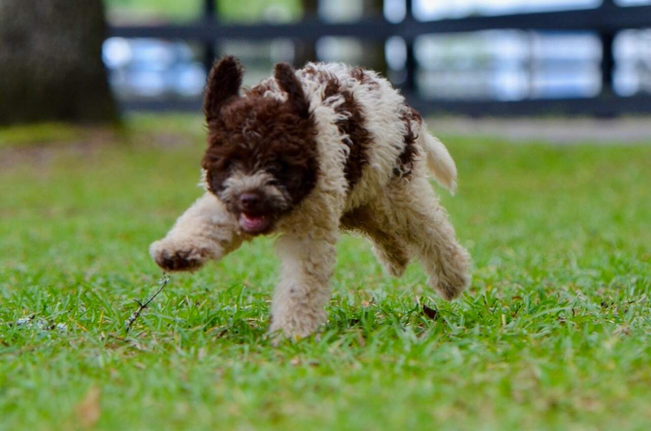 10 weeks
