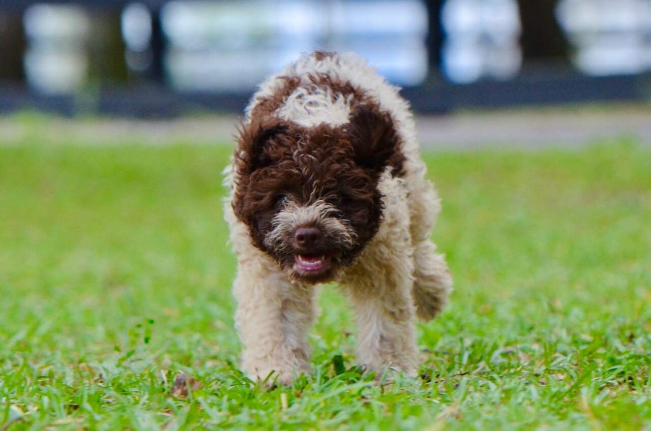 10 weeks