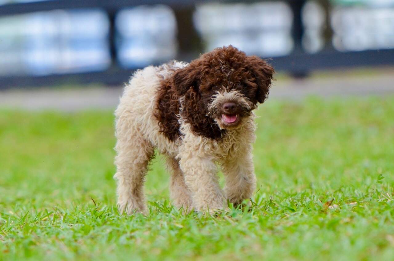 10 weeks