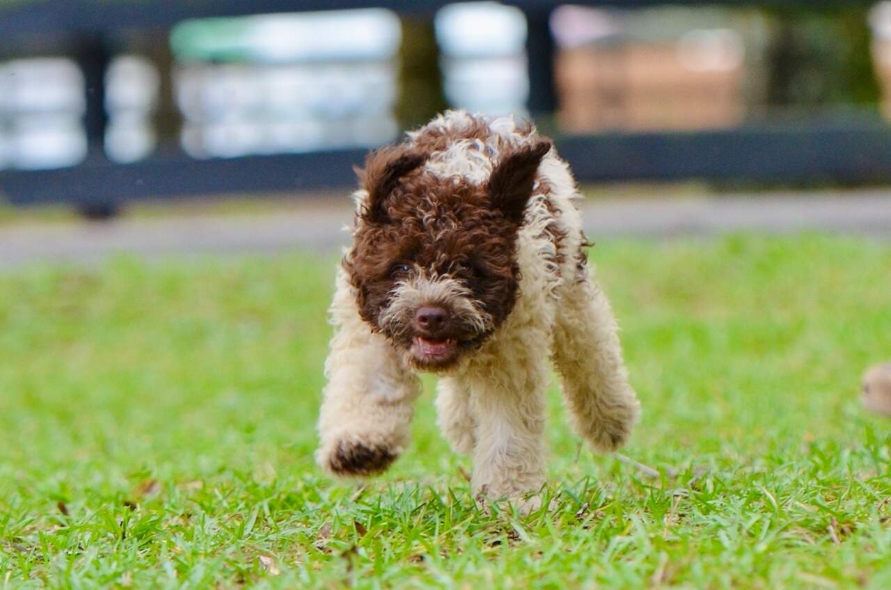 10 weeks