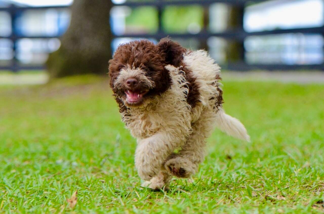 10 weeks