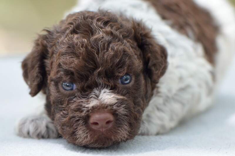 3 weeks