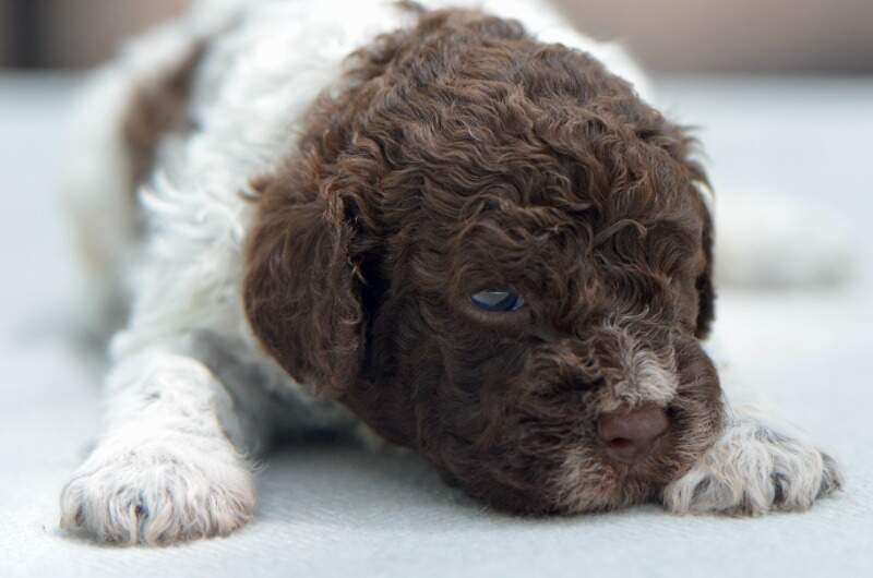 3 weeks
