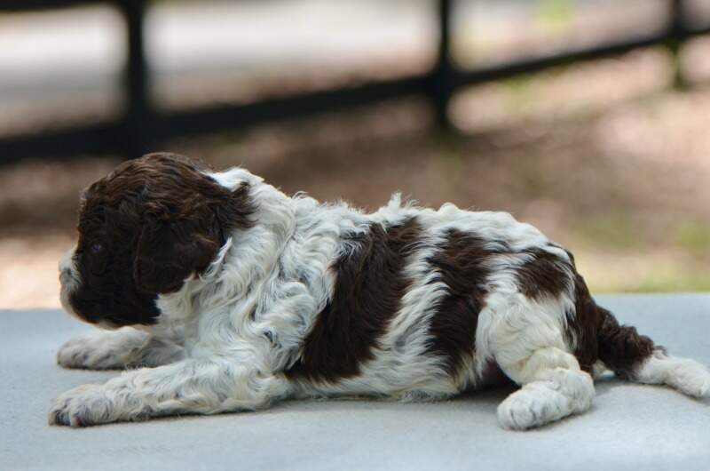 3 weeks