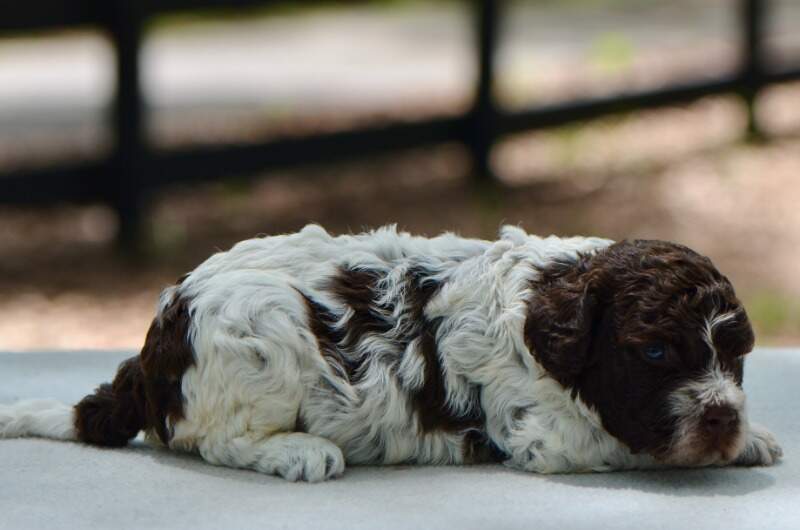 3 weeks