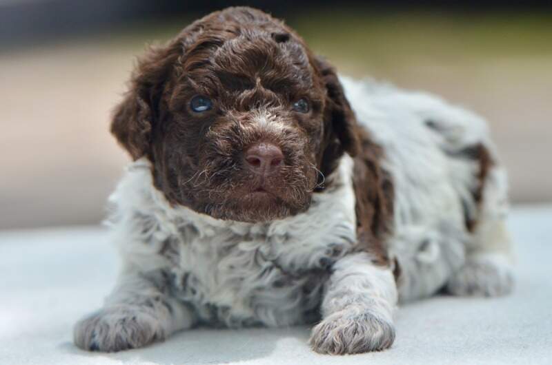 3 weeks