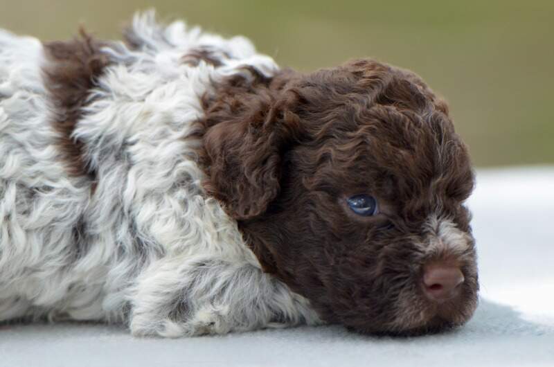 3 weeks