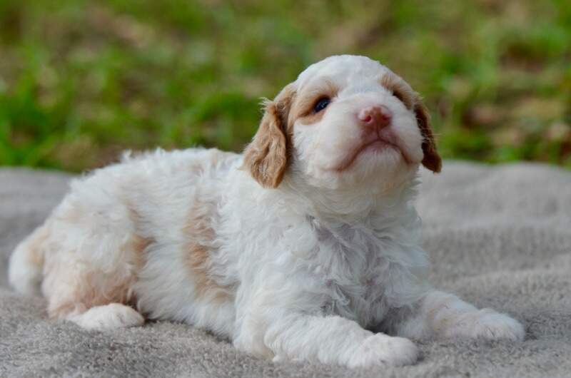 3 weeks