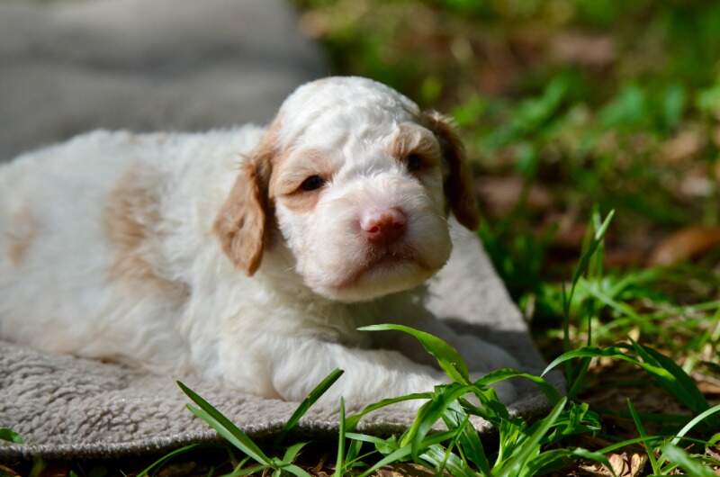 3 weeks