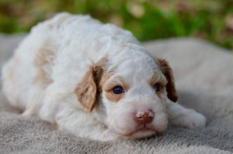 3 weeks