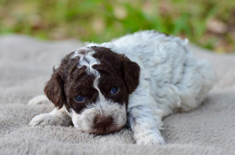3 weeks