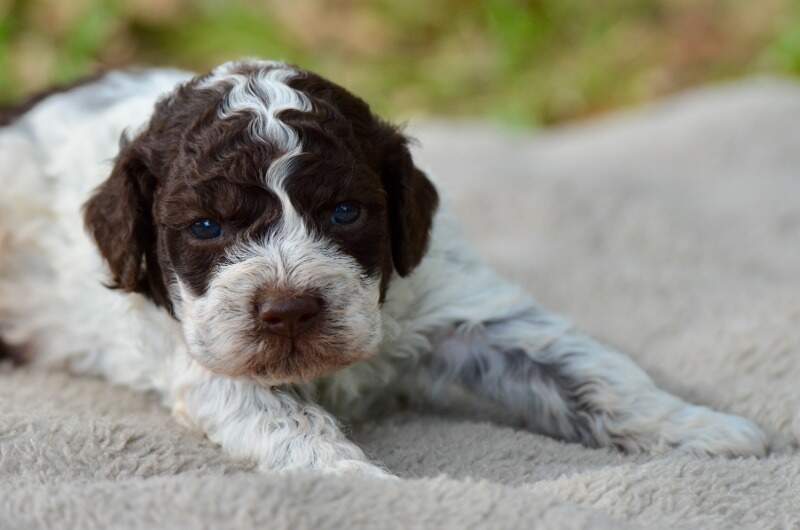 3 weeks
