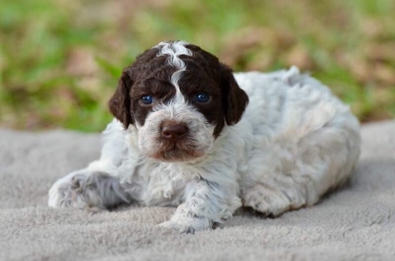 3 weeks