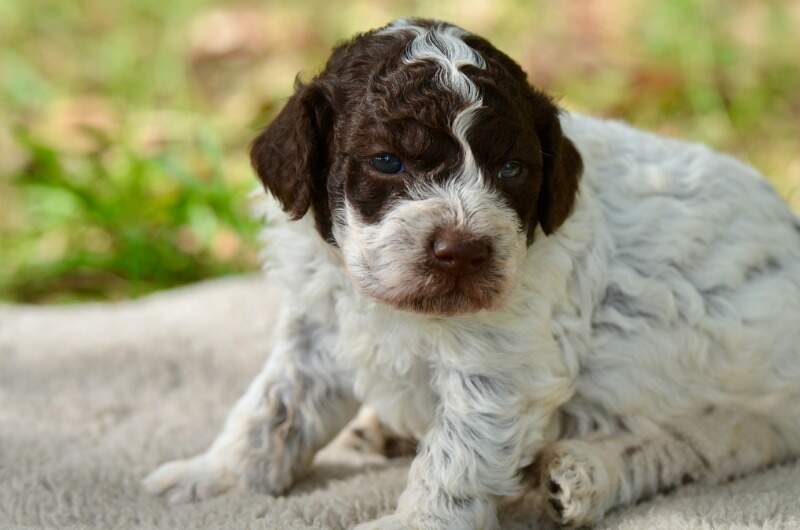 3 weeks