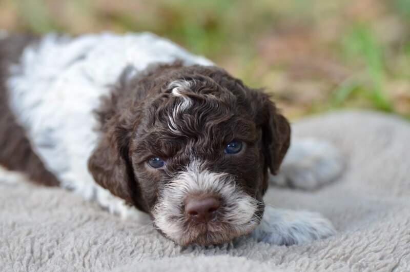 3 weeks