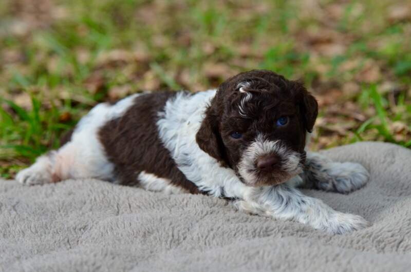 3 weeks