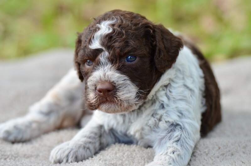 3 weeks