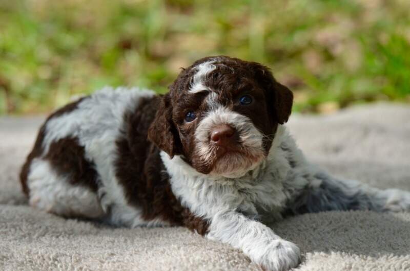 3 weeks